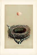 F.O. Morris Original Nest Egg Prints Red Back Shrike - Panteek Antique Prints