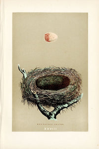 F.O. Morris Original Nest Egg Prints Red Back Shrike - Panteek Antique Prints
