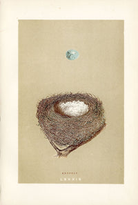 F.O. Morris Original Nest Egg Prints Redpole - Panteek Antique Prints