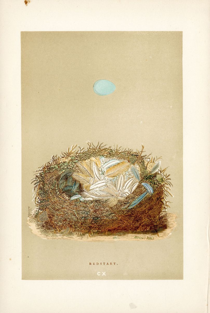 F.O. Morris Original Nest Egg Prints Redstart