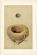F.O. Morris Original Nest Egg Prints Redwing - Panteek Antique Prints