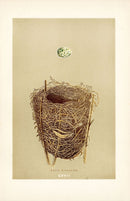F.O. Morris Original Nest Egg Prints Reed Warbler - Panteek Antique Prints