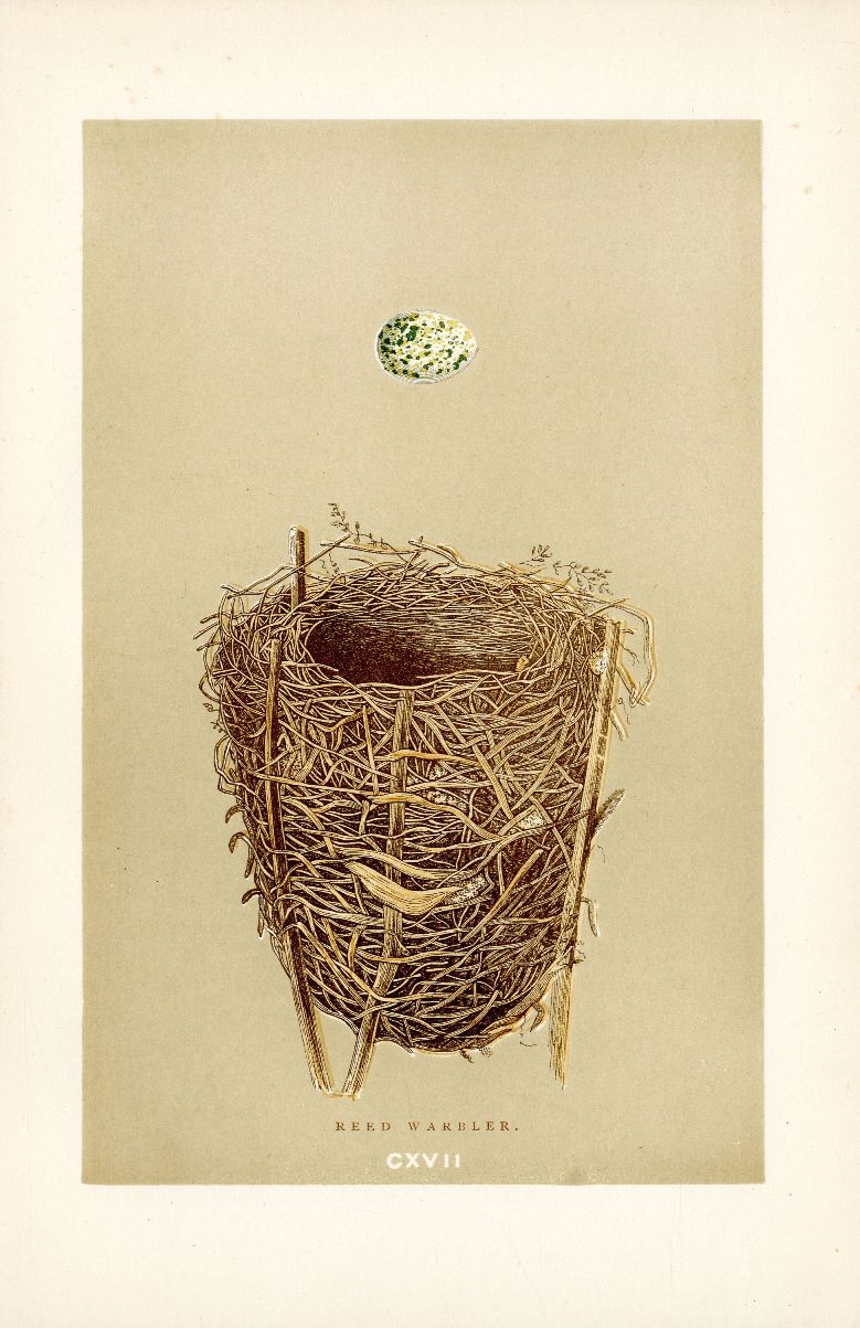 F.O. Morris Original Nest Egg Prints Reed Warbler