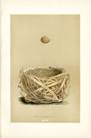 F.O. Morris Original Nest Egg Prints Savi's Warbler - Panteek Antique Prints