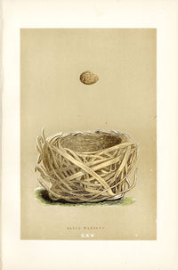 F.O. Morris Original Nest Egg Prints Savi's Warbler - Panteek Antique Prints