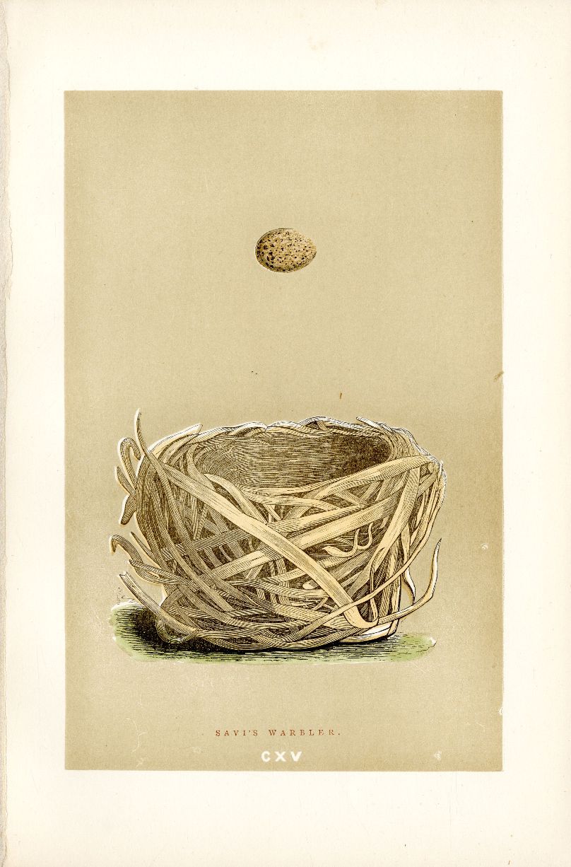 F.O. Morris Original Nest Egg Prints Savi's Warbler