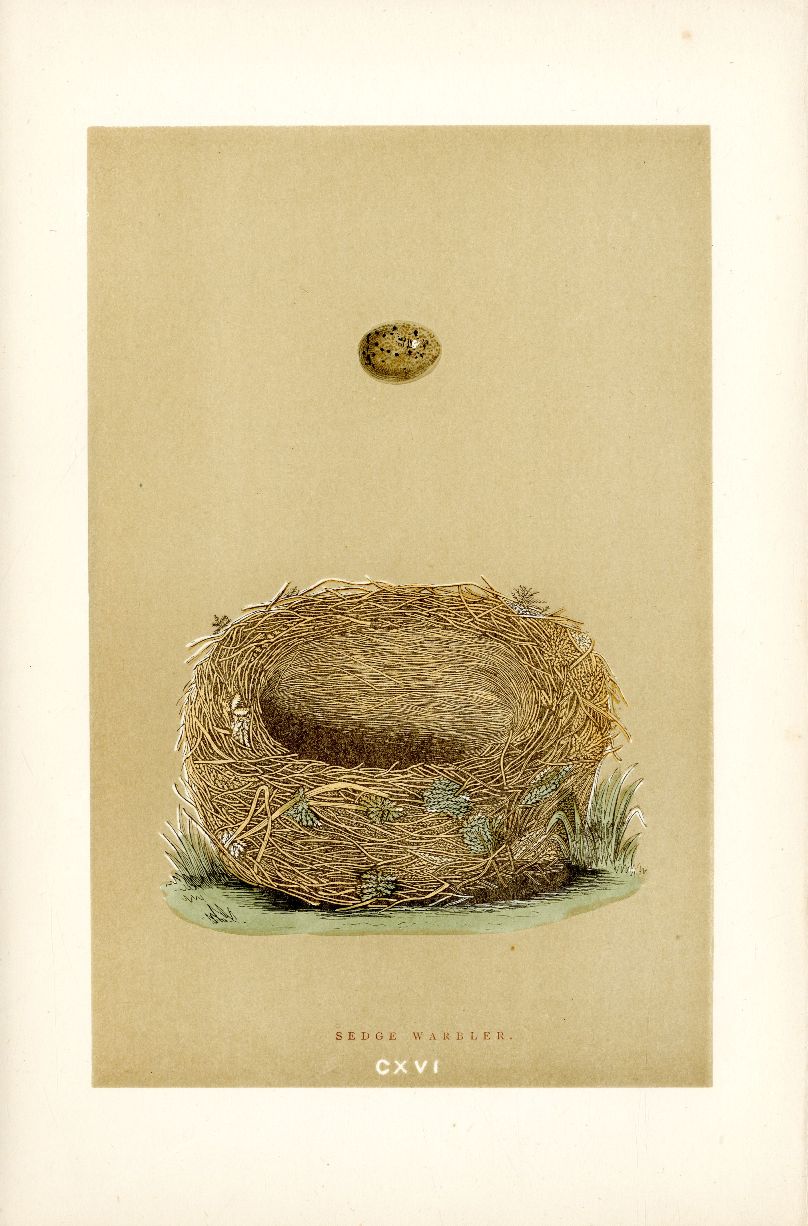 F.O. Morris Original Nest Egg Prints Sedge Warbler