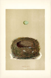 F.O. Morris Original Nest Egg Prints Stonechat - Panteek Antique Prints