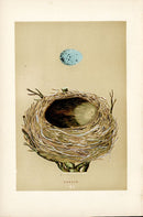 F.O. Morris Original Nest Egg Prints Thrush - Panteek Antique Prints