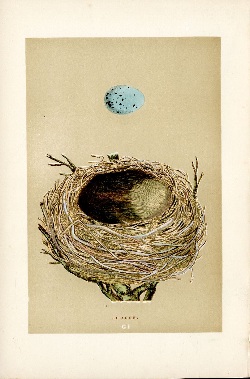 F.O. Morris Original Nest Egg Prints Thrush