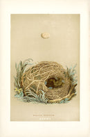 F.O. Morris Original Nest Egg Prints Warbler - Panteek Antique Prints