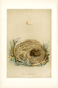 F.O. Morris Original Nest Egg Prints Warbler - Panteek Antique Prints