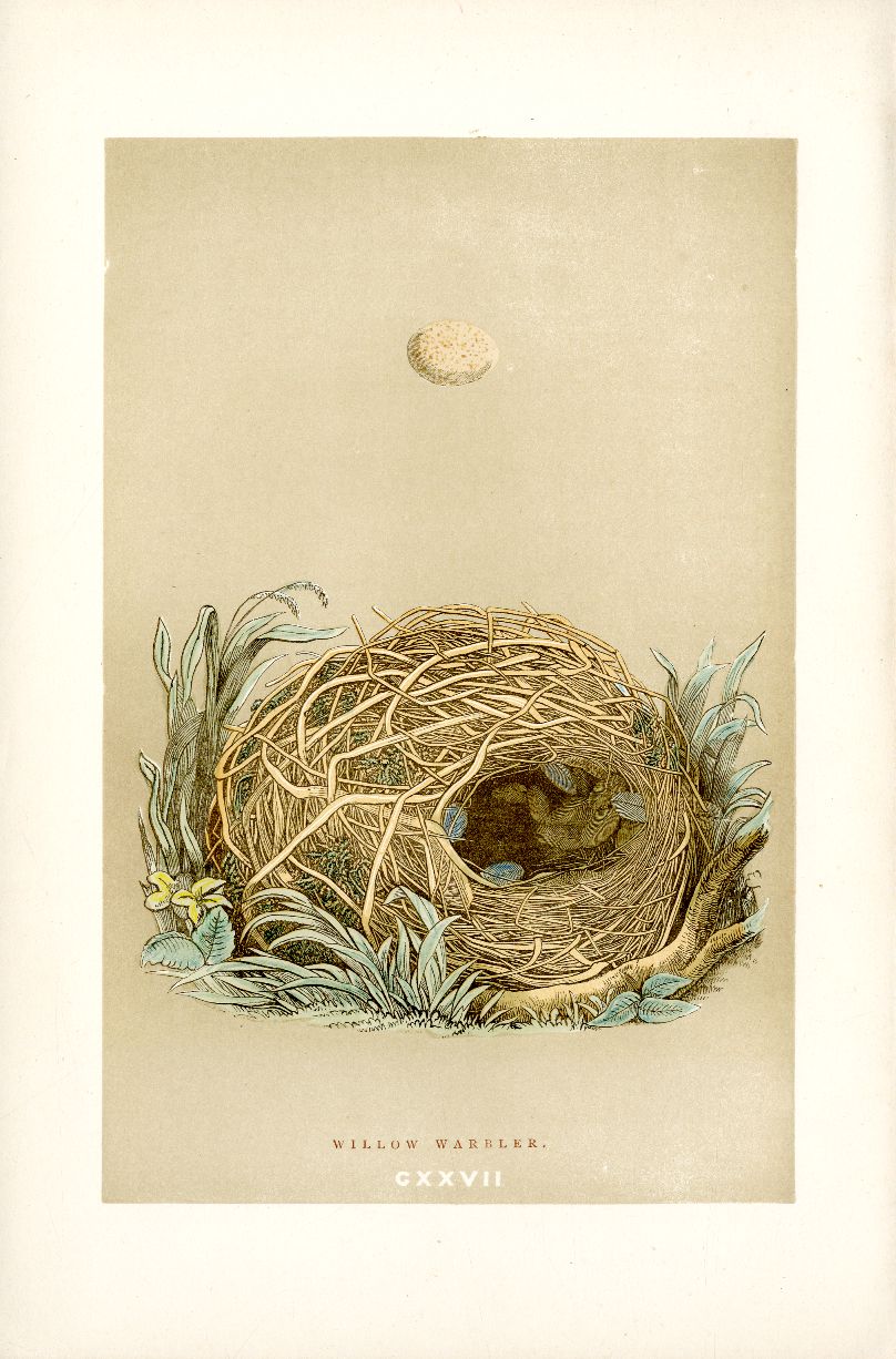 F.O. Morris Original Nest Egg Prints Warbler