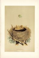 F.O. Morris Original Nest Egg Prints Whitethroat - Panteek Antique Prints