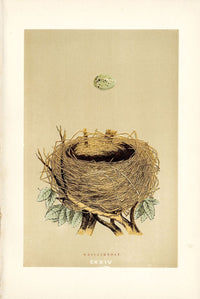 F.O. Morris Original Nest Egg Prints Whitethroat - Panteek Antique Prints