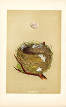 F.O. Morris Original Nest Egg Prints Willow Warbler - Panteek Antique Prints