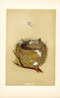 F.O. Morris Original Nest Egg Prints Willow Warbler - Panteek Antique Prints