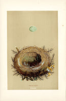 F.O. Morris Original Nest Egg Prints Winchat - Panteek Antique Prints