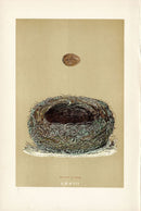 F.O. Morris Original Nest Egg Prints Wood Lark - Panteek Antique Prints
