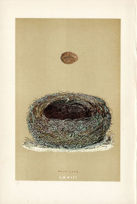 F.O. Morris Original Nest Egg Prints Wood Lark - Panteek Antique Prints