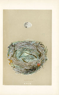 F.O. Morris Original Nest Egg Prints Woodchat - Panteek Antique Prints