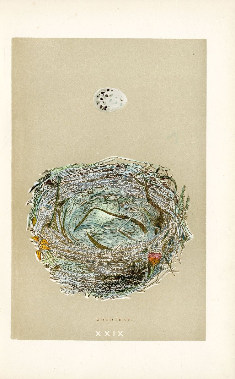 F.O. Morris Original Nest Egg Prints Woodchat