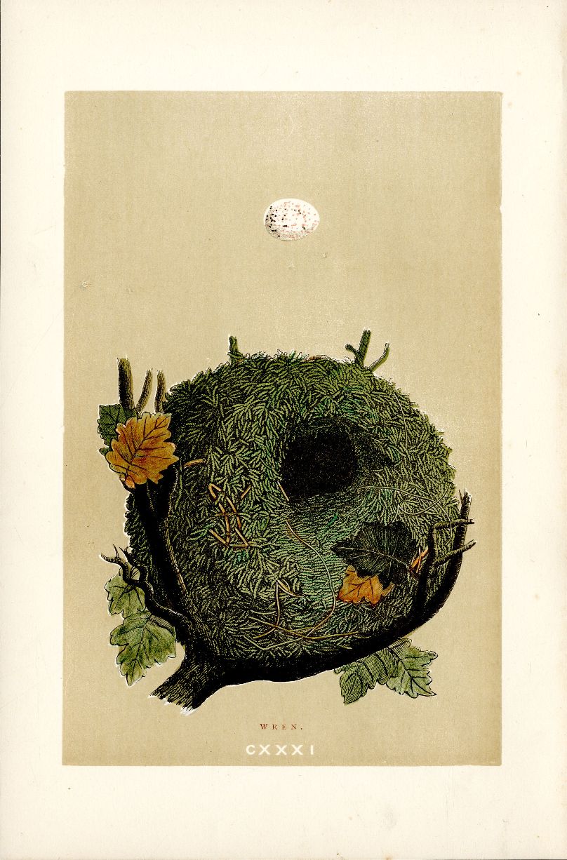 F.O. Morris Original Nest Egg Prints Wren
