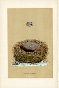 F.O. Morris Original Nest Egg Prints Yellow Hammer - Panteek Antique Prints