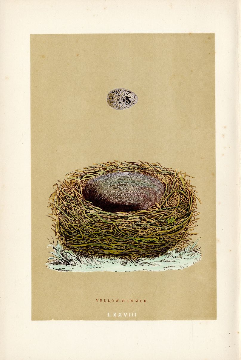 F.O. Morris Original Nest Egg Prints Yellow Hammer