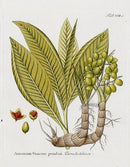 Ferdinand Vietz 1800 Botanical Print A. granum paradisis - Panteek Antique Prints