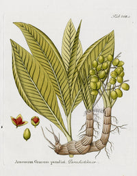 Ferdinand Vietz 1800 Botanical Print A. granum paradisis - Panteek Antique Prints