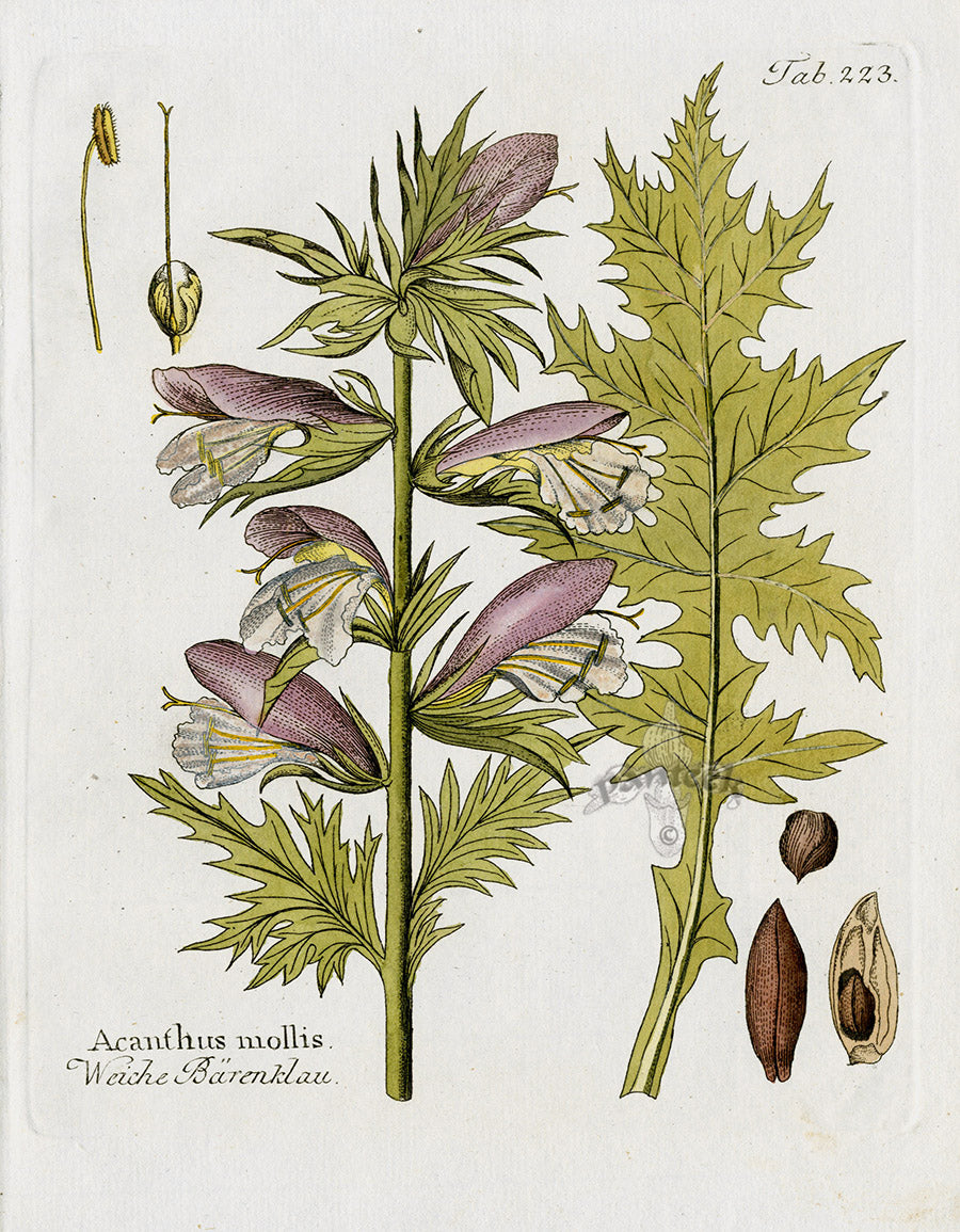 Ferdinand Vietz 1800 Botanical Print Acanthus mollis