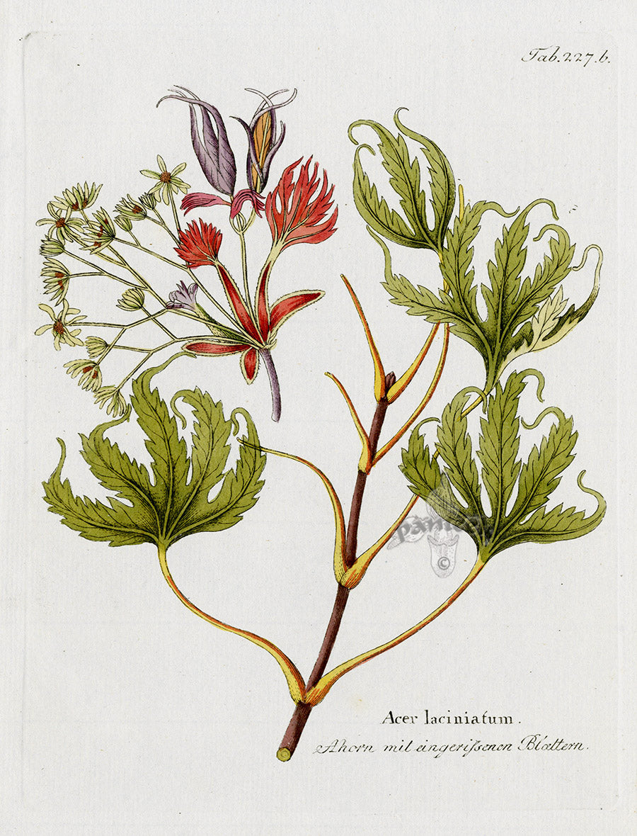 Ferdinand Vietz 1800 Botanical Print Acer laciniatum