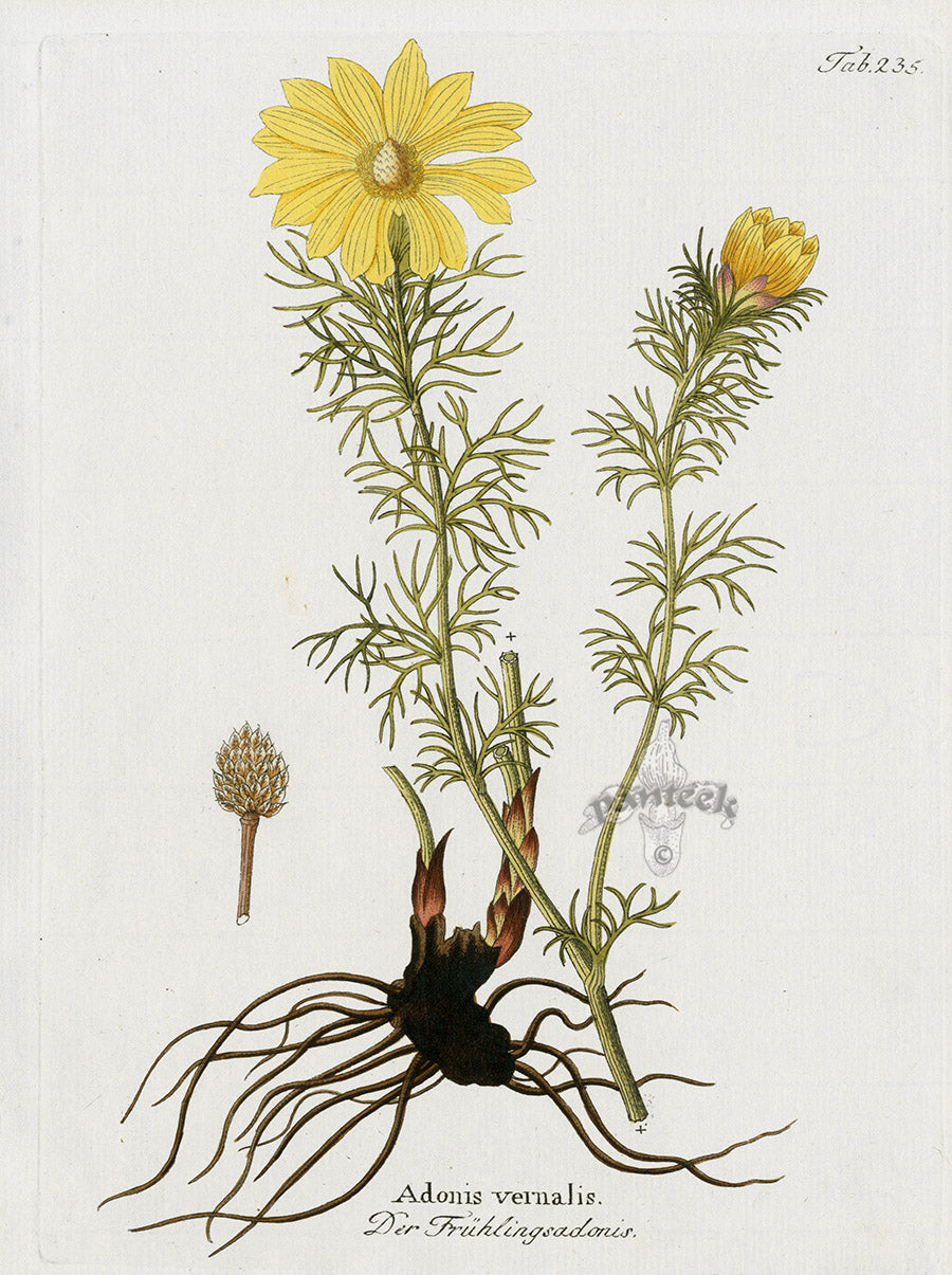 Ferdinand Vietz 1800 Botanical Print Adonis vernalis