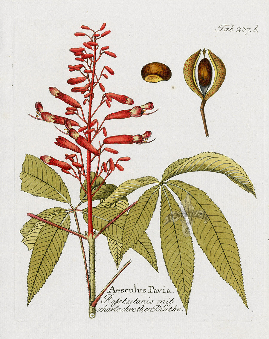 Ferdinand Vietz 1800 Botanical Print Aesculus pavia