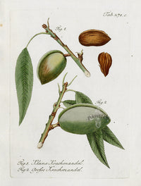 Ferdinand Vietz 1800 Botanical Print Almond - Panteek Antique Prints