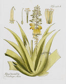 Ferdinand Vietz 1800 Botanical Print Aloe - Panteek Antique Prints