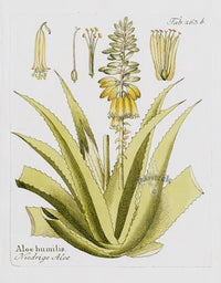 Ferdinand Vietz 1800 Botanical Print Aloe - Panteek Antique Prints