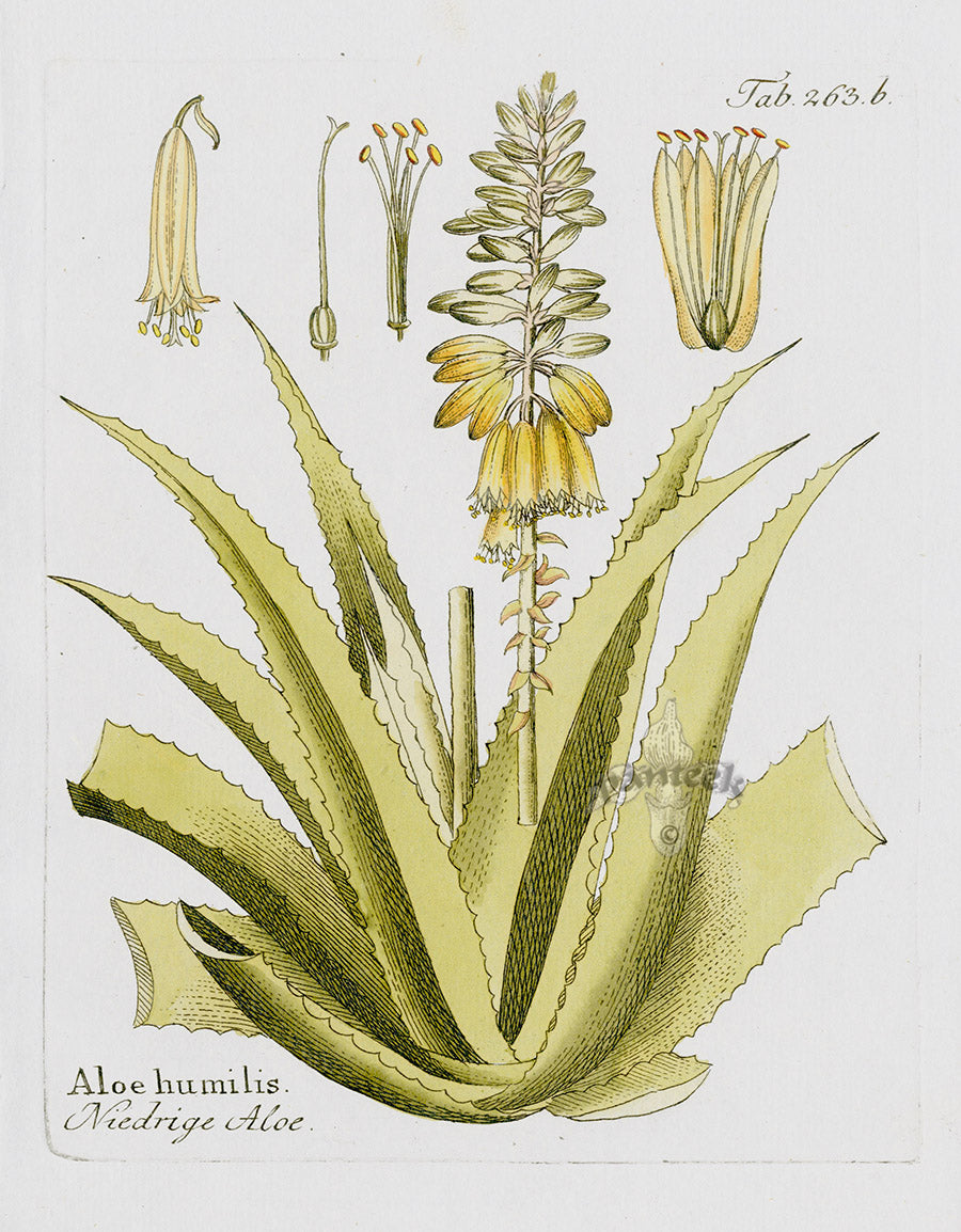 Ferdinand Vietz 1800 Botanical Print Aloe
