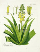 Ferdinand Vietz 1800 Botanical Print Aloe Cactus - Panteek Antique Prints