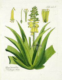 Ferdinand Vietz 1800 Botanical Print Aloe Cactus - Panteek Antique Prints