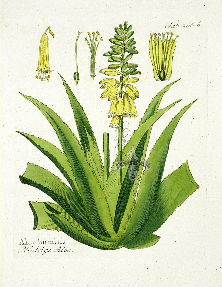 Ferdinand Vietz 1800 Botanical Print Aloe Cactus