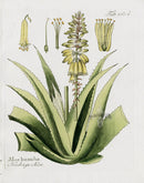 Ferdinand Vietz 1800 Botanical Print Aloe humilis - Panteek Antique Prints