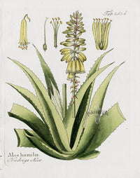 Ferdinand Vietz 1800 Botanical Print Aloe humilis - Panteek Antique Prints