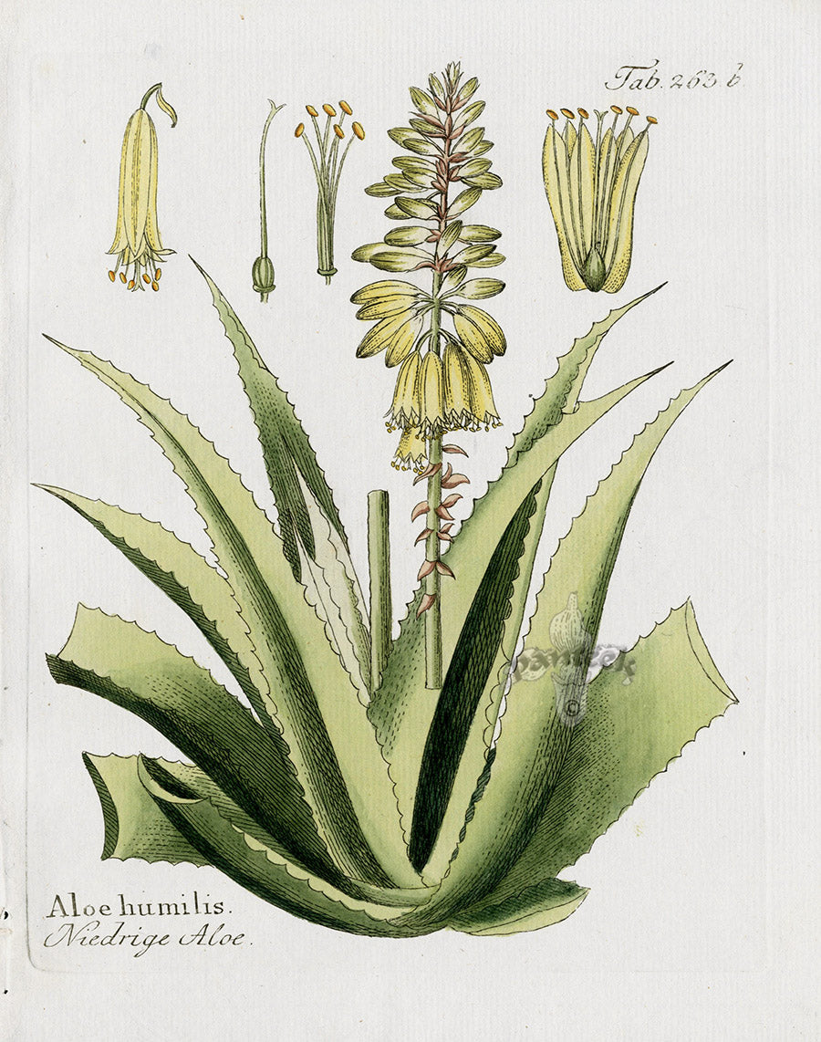 Ferdinand Vietz 1800 Botanical Print Aloe humilis