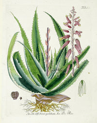 Ferdinand Vietz 1800 Botanical Print Aloe perfoliata - Panteek Antique Prints