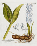 Ferdinand Vietz 1800 Botanical Print Amomum zedoaria - Panteek Antique Prints
