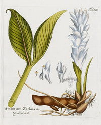 Ferdinand Vietz 1800 Botanical Print Amomum zedoaria - Panteek Antique Prints
