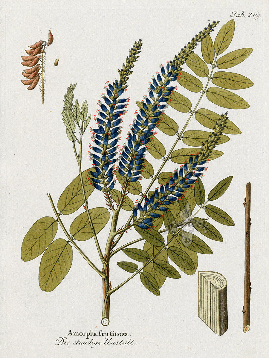 Ferdinand Vietz 1800 Botanical Print Amorpha fruticosa