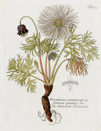 Ferdinand Vietz 1800 Botanical Print Anemone, Pulsatilla - Panteek Antique Prints